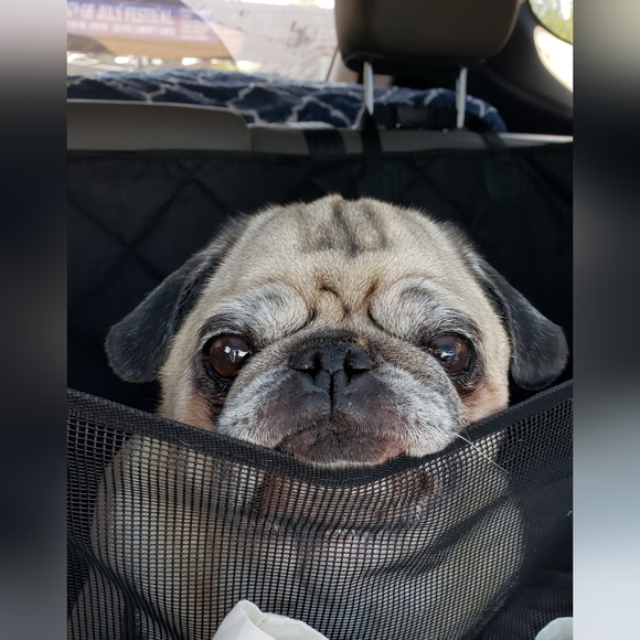 Meet your Posher, Stephanni - Picture 7 of 16